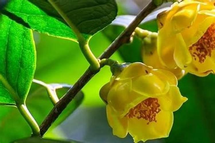 金花茶施什么肥最好