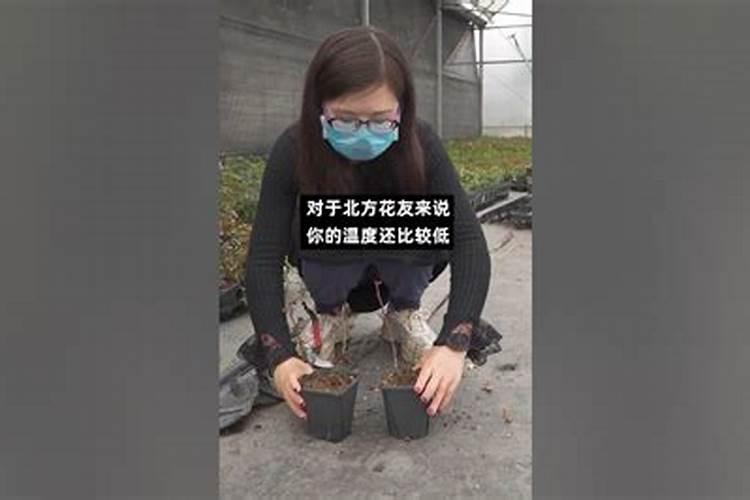 水溶肥啥时候用比较好