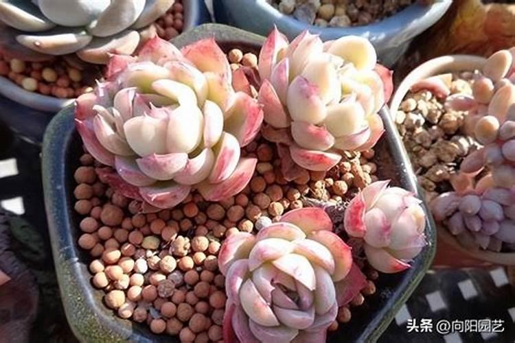 吡噻菌胺和钙肥能否混用