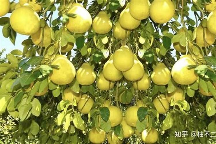 柚子皮可以做花肥料吗柚子皮怎么做花的肥料