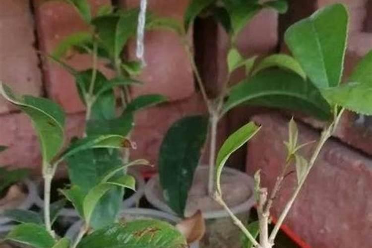 桂花树枝怎么用水生根