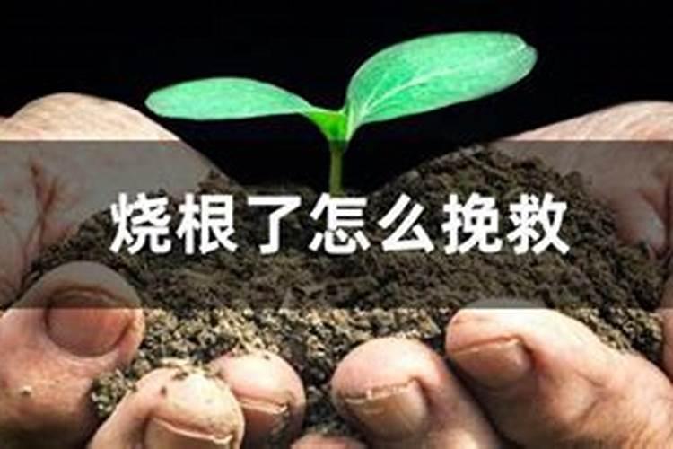施肥烧根几天可以看出来烧根如何补救
