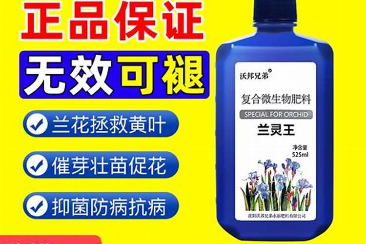 兰花怎么补菌根多芽多