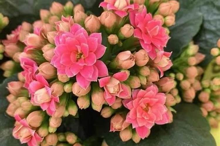 哪些花上尿素花肥好