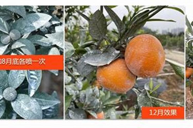 柑橘苗叶面肥施药方法