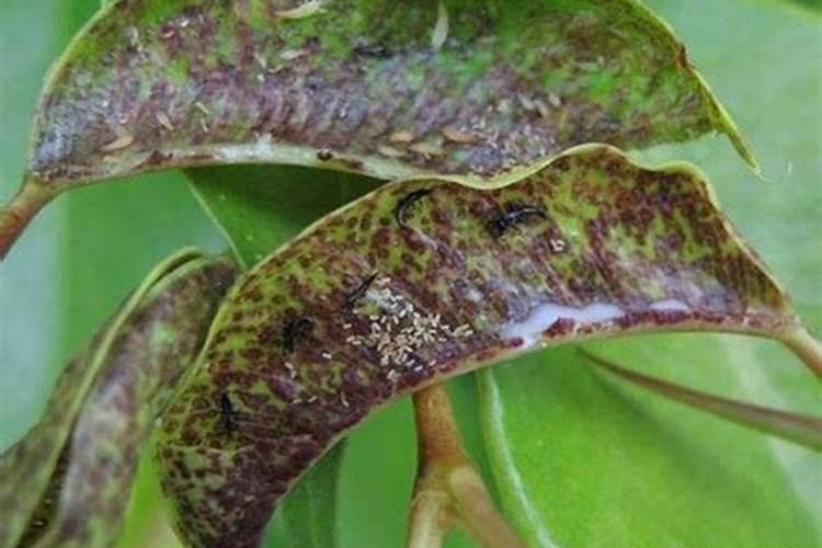 柑橘施肥时间和用量？柑橘叶面肥有哪些？