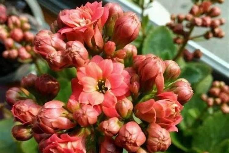 春天给长寿花浇水,试试“水里加点它”新芽多枝繁叶茂根系发达