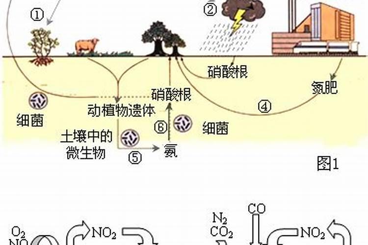 氮肥是什么肥料,哪些属氮肥