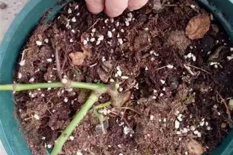 磷肥的使用方法