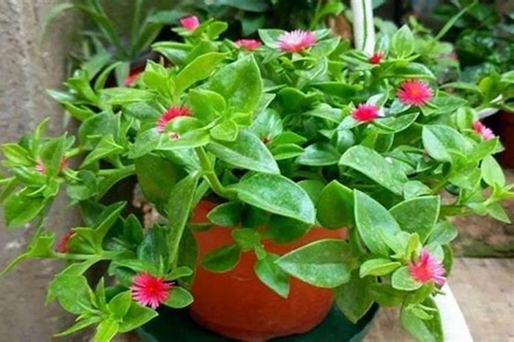 牡丹吊兰如何施肥 牡丹吊兰如何施肥