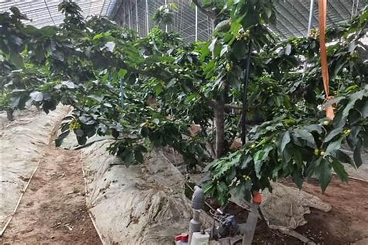 樱桃结果施什么肥