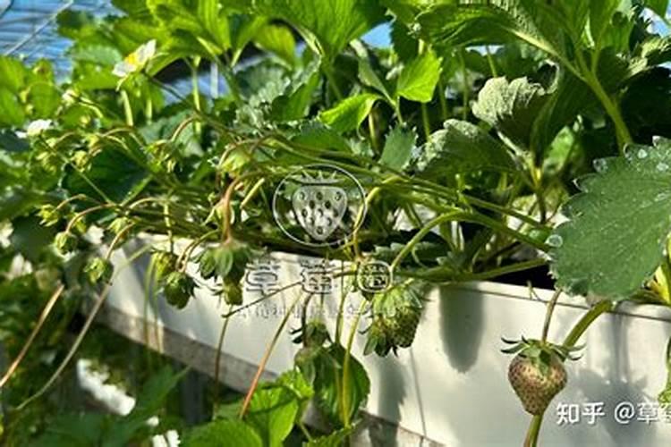 草莓结果期需要施什么肥料