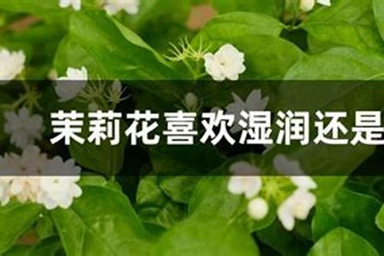 盆栽茉莉如何施肥