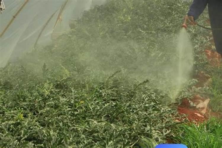 西瓜能做肥料吗？