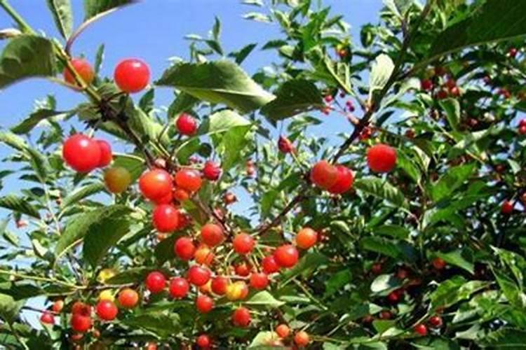 为什么樱桃喷坐果药要浇水施肥？