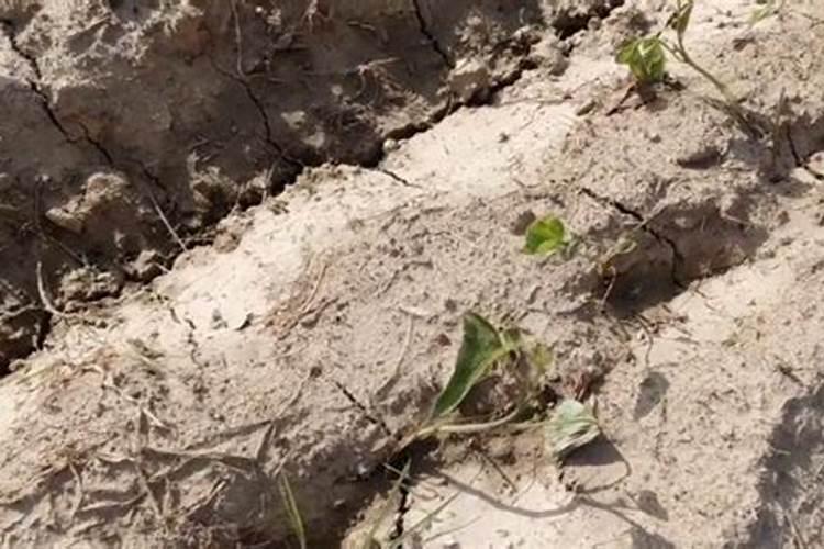 红薯缺钾的症状表现是什么样？如何来防治？