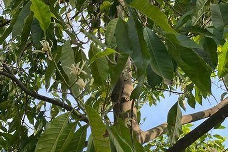 白兰花树用什么肥料最好最旺