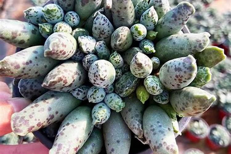 多肉植物姬梅花鹿水泡怎么养