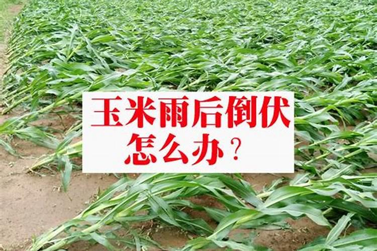 玉米追肥不盖土可以吗