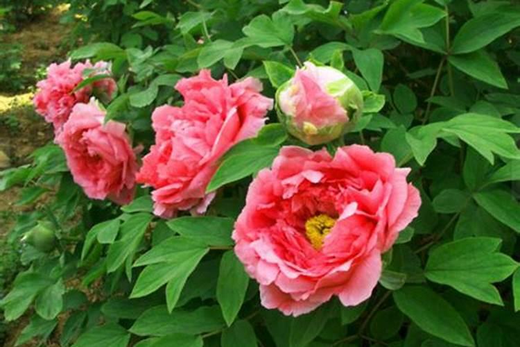 牡丹用什么肥料好