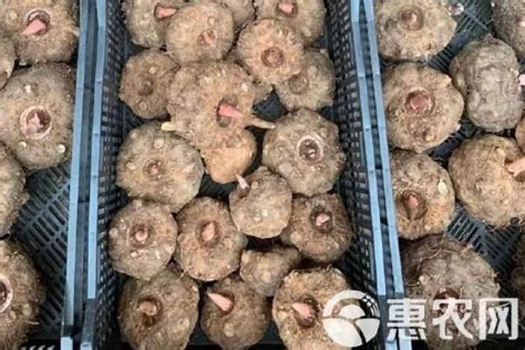 魔芋底肥可以用什么