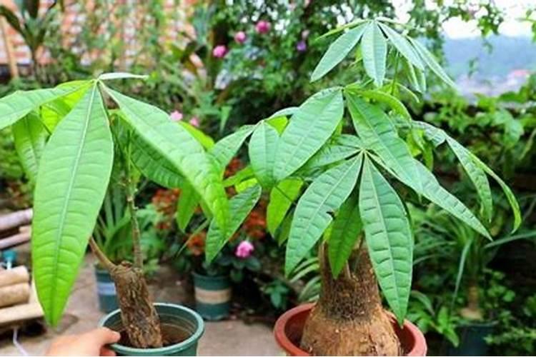 释迦果放什么肥长叶子快