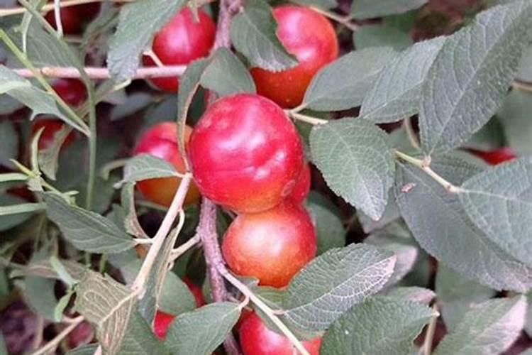 常用钙肥的种类及性质？