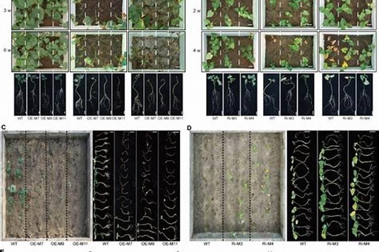 甘薯如何合理施肥？