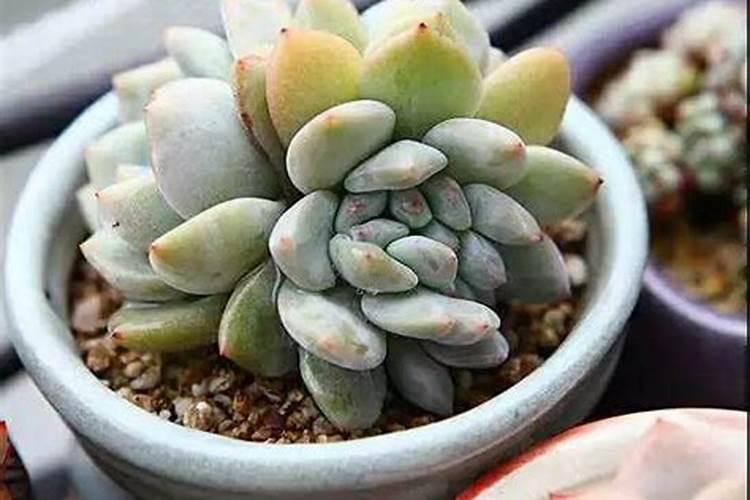 多肉用什么肥料最好