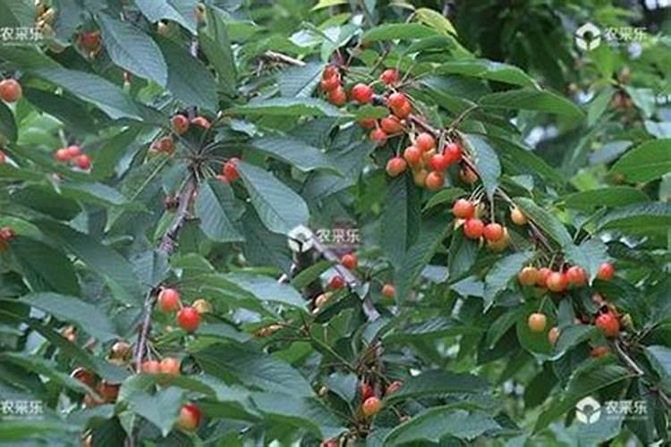 为什么大樱桃树要重视施硼和锌？怎样施硼和锌？