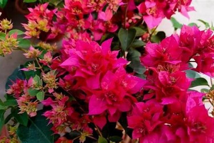 三角梅不开花时用什么肥料