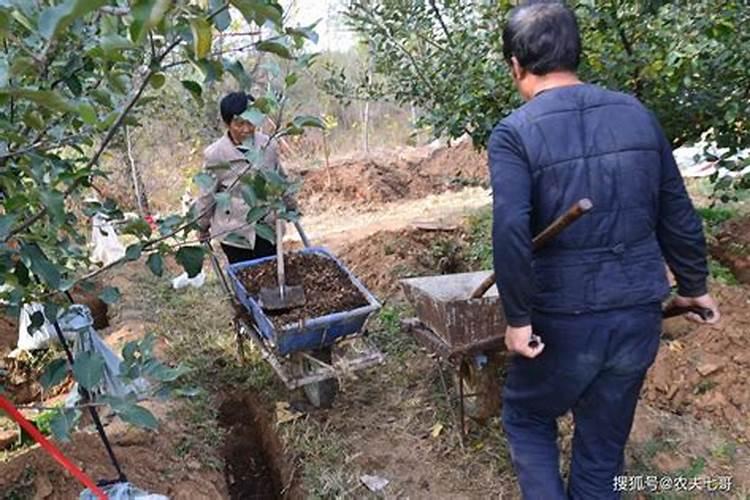 苹果树施肥的方法