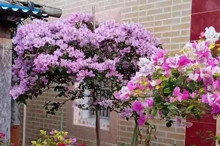 养花专用肥料哪个牌子好、给花施肥用什么肥料