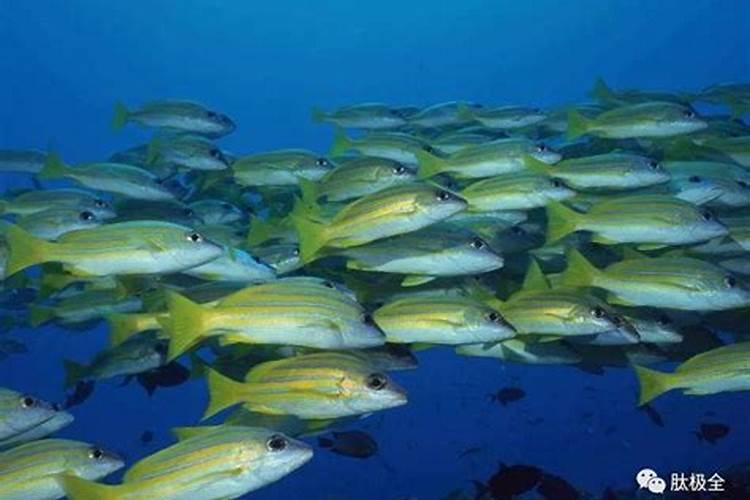 鱼蛋白对植物的作用