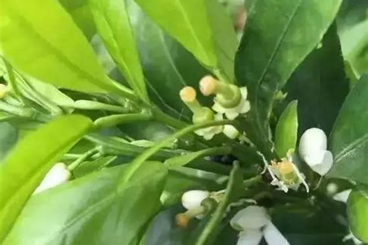 柑橘施肥时期有哪些？