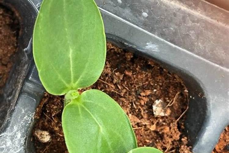 黄瓜什么时候施肥