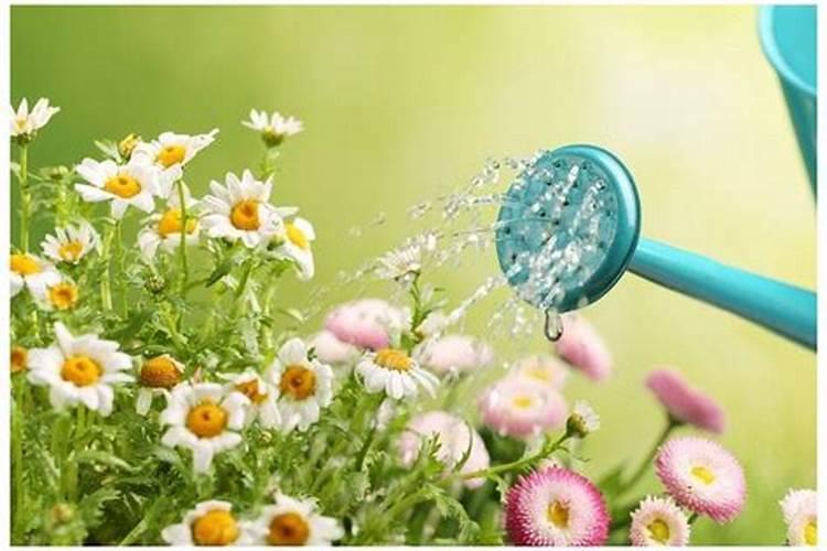 氮肥可以兑水浇花吗