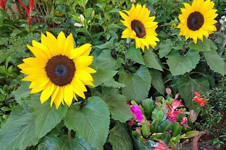 向日葵需要什么肥料