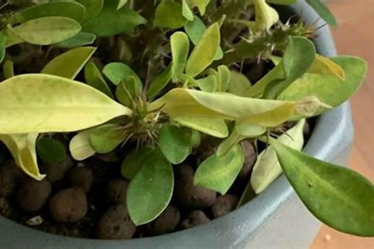 虎刺梅叶子发黄怎么办 虎刺梅叶子发黄如何处理