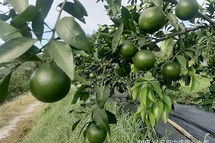 怎样能帮柑橘增加甜味 柑橘增甜的方法有哪些