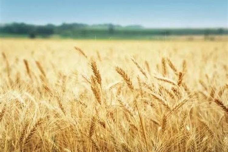 种植小麦该如何施用磷肥？施用磷肥有什么好方法？