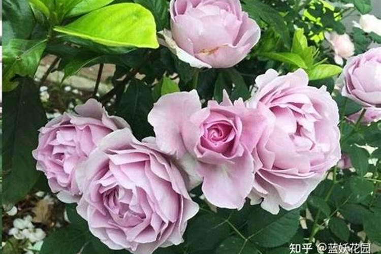 月季花这样施肥,开得更艳