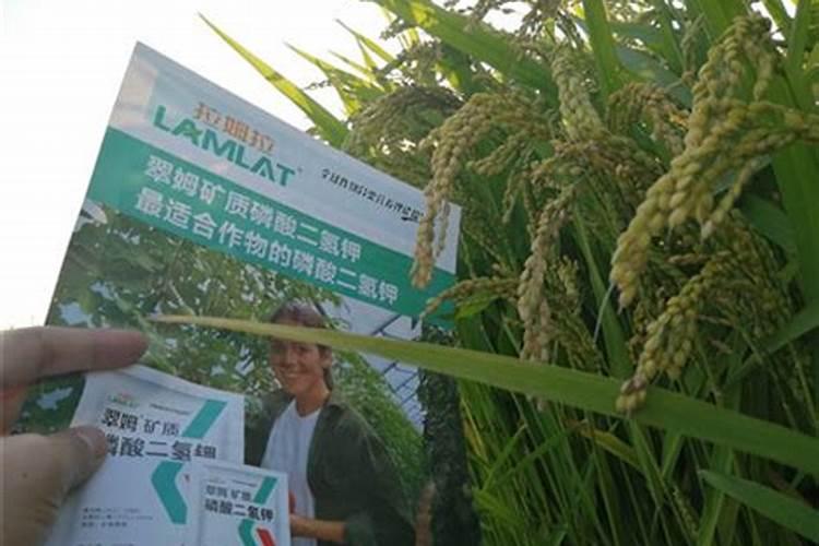 水稻扬花期用什么叶面肥