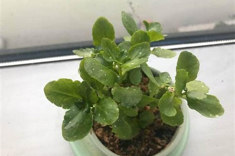 长寿花开花时能施肥吗