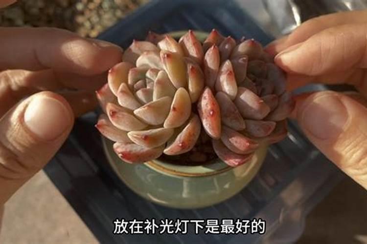 磷肥可以养多肉吗