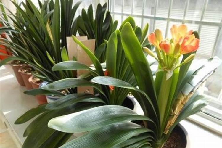 君子兰用什么肥料最好