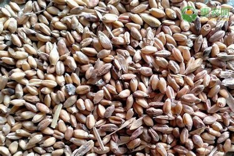 小麦上什么时候用辛肥 硼肥有什么好处