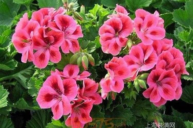 天竺葵怎样施肥