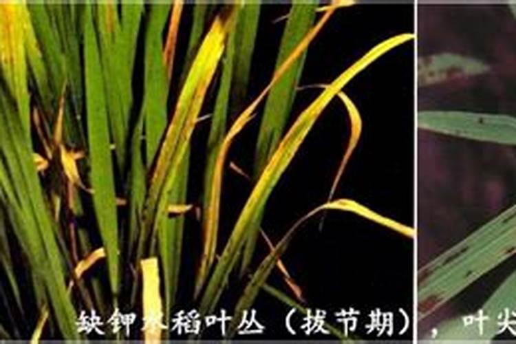 水稻施锌水稻施锌 抗病增产