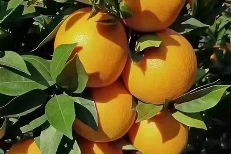 两年脐橙树怎样施肥？和管理 。请求大师